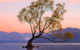 The Wanaka Tree